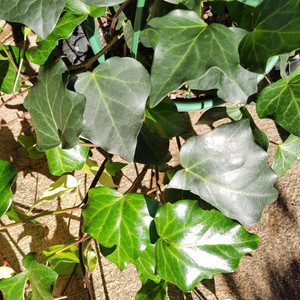 Hedera Large Leaf English Ivy