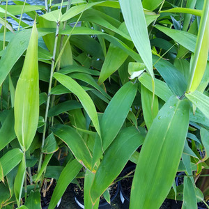 Thysanolaena Tiger Grass