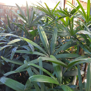 Rhapis Lady Palm