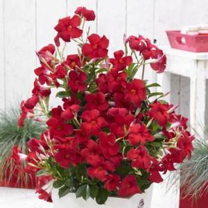Dipladenia 'Sundenia Red' 200 mm