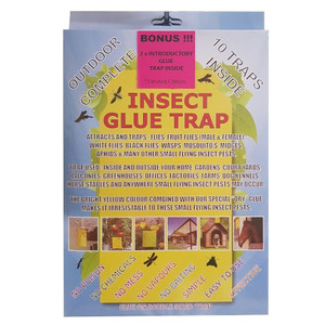 Insect Glue Trap Pack Of 10 Insect Glue Trap Pack Of 10