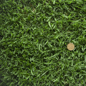 Zoysia Australis Zoysia Australis
