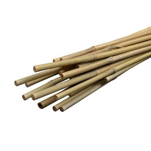 Bamboo Cane Prepack 10pk