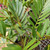 Zamia Cardboard Palm