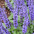 Salvia Mystic Spires Blue