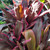 Cordyline Rubra