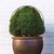 Topiary Ball Foldable Frame