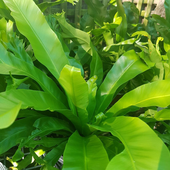 Birds Nest Fern