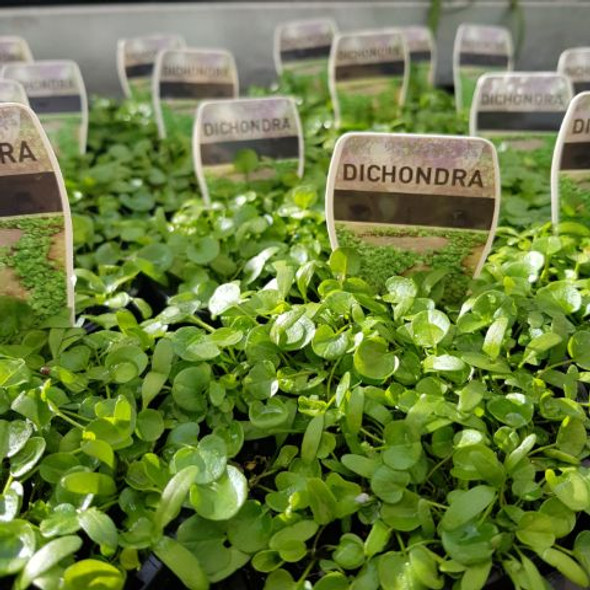 Dichondra repens