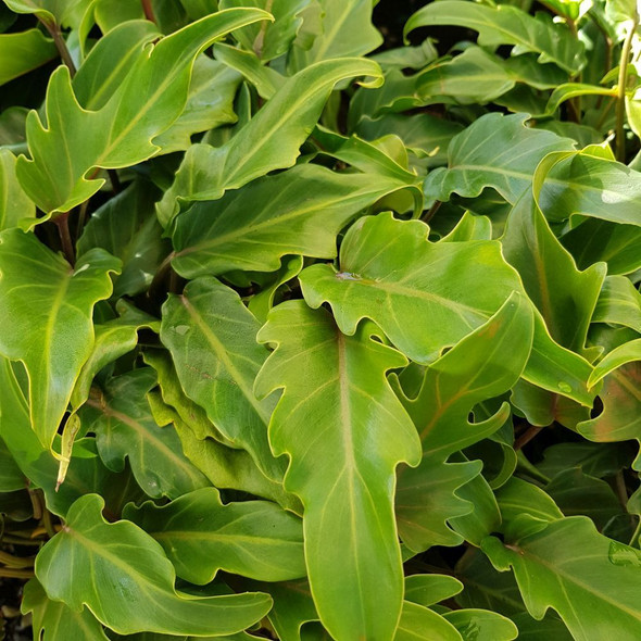 Philodendron Xanadu