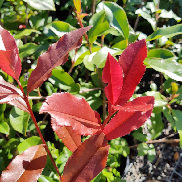 Photinia Red Robin