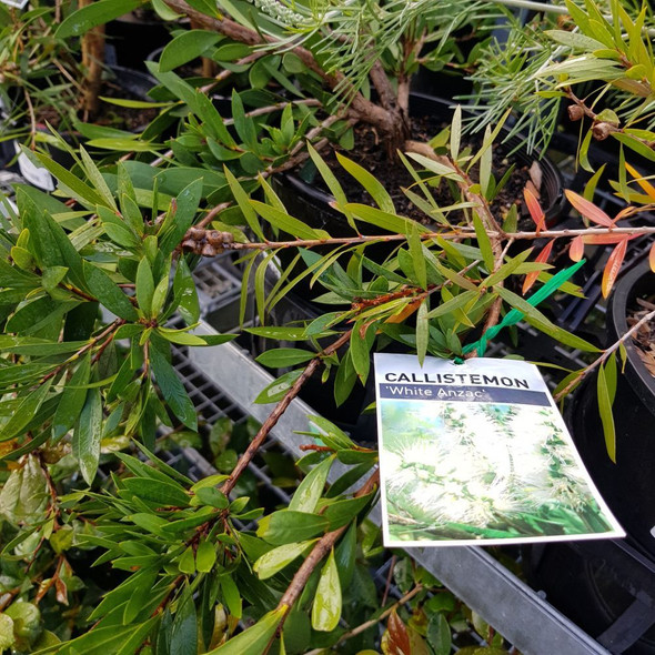 Callistemon 'White Anzac'