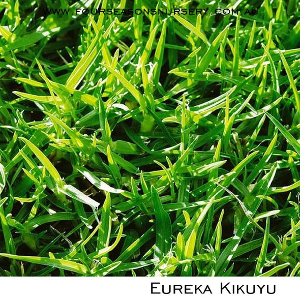 Eureka Kikuyu