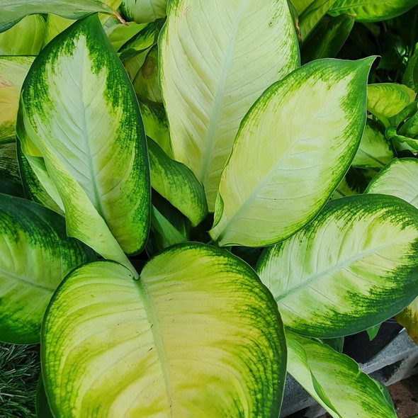 Dieffenbachia Tropic Marianne