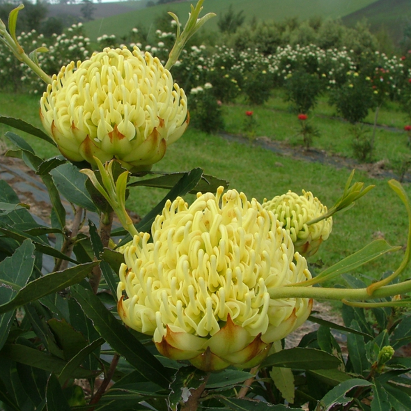 Waratah 'Shady Lady Yellow' Telopea