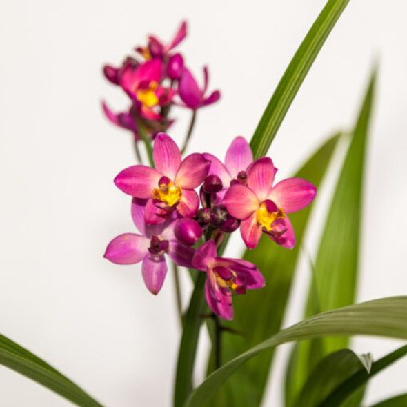 Spathoglottis 'Rockin Plum' 140 mm