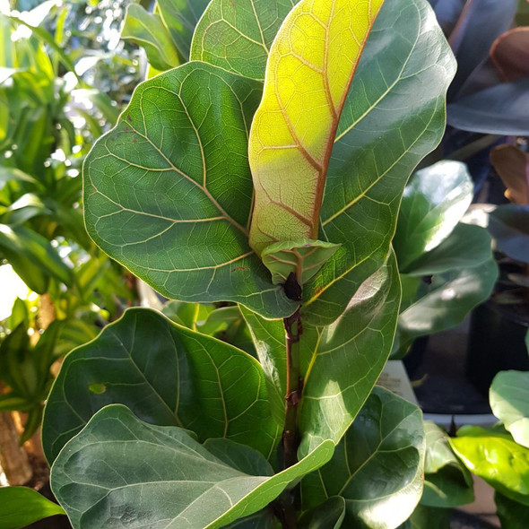 Dwarf Fiddle Leaf Fig