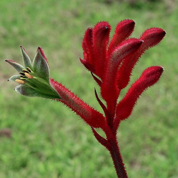 Anigozanthos 'Bush Elegance' 140 mm