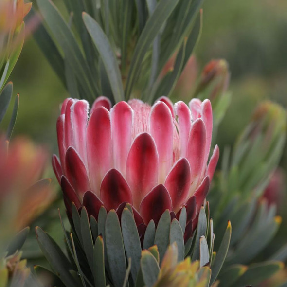 Protea 'Venus'