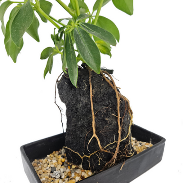 Life On The Rocks - Varigated Schefflera Bare Root Life On The Rocks - Varigated Schefflera Bare Root