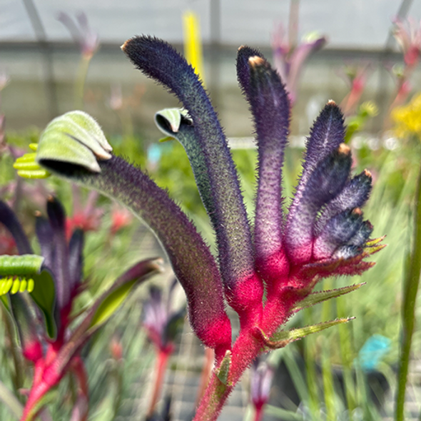 Anigozanthos Celebrations 'Jazz' 140 mm Anigozanthos Celebrations 'Jazz' 140 mm