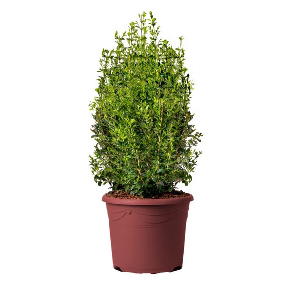 Buxus hybrid 'Heritage'