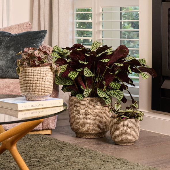 Kyoto Egg Pot Natural