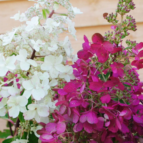 Hydrangea 'Candlelight'