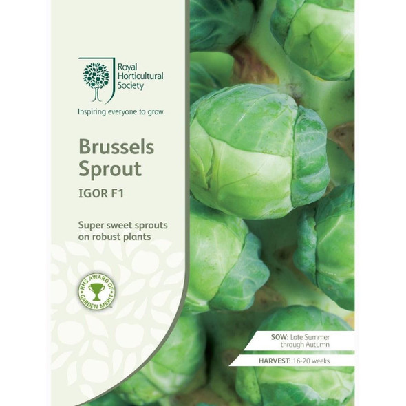 Sprouting Igor F1 Brussels Seeds