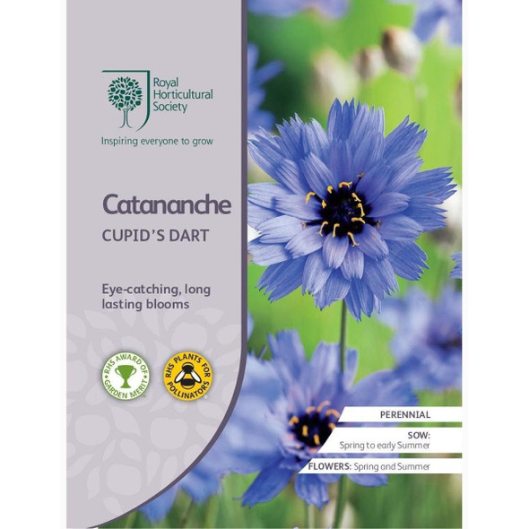 Catananche Cupid's Dart Seeds