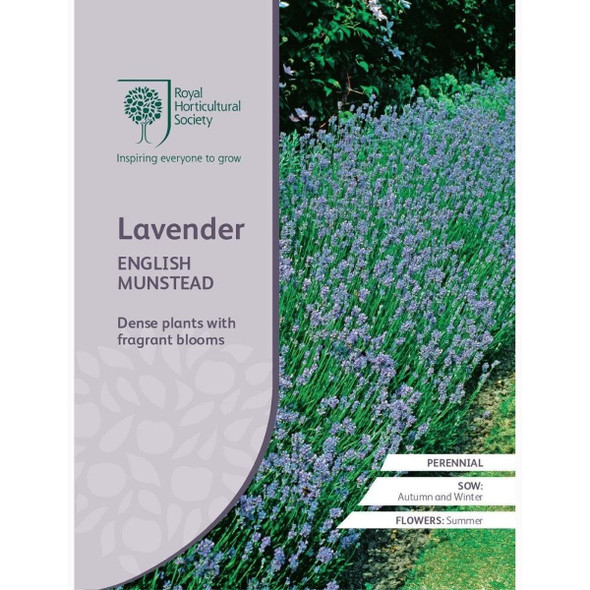 Lavender English Munstead Seeds