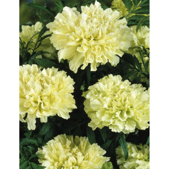 Marigold Kilimanjaro Seeds