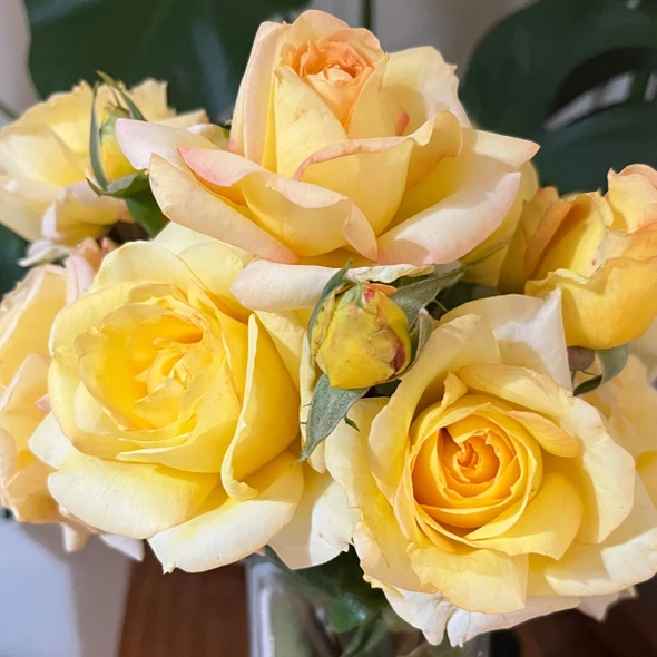 Rose 'Courtney's Rose'