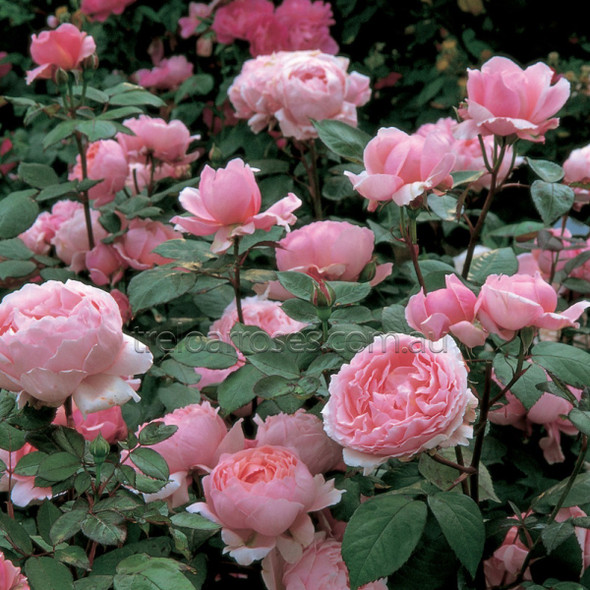 Rose 'Brother Cadfael' David Austin