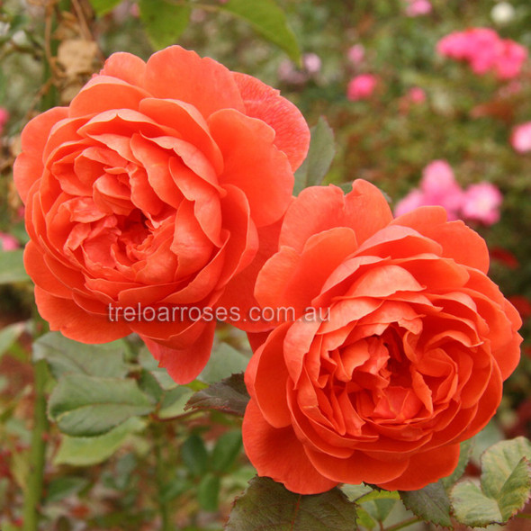 Rose 'Summer Song' David Austin