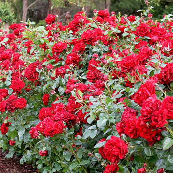 Rose 'Gallipoli Centenary'