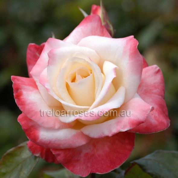 Rose 'Gemini'
