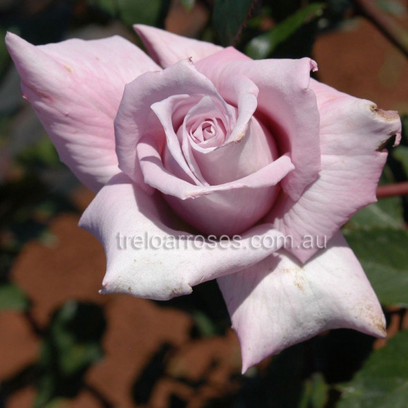 Rose 'Lady X'
