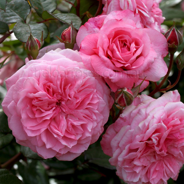 Rose 'Zaide (Korparofe)'