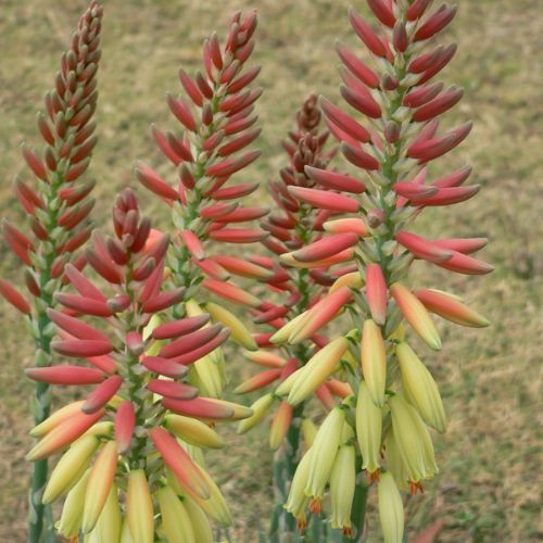 Aloe hybrid 'Echidna'