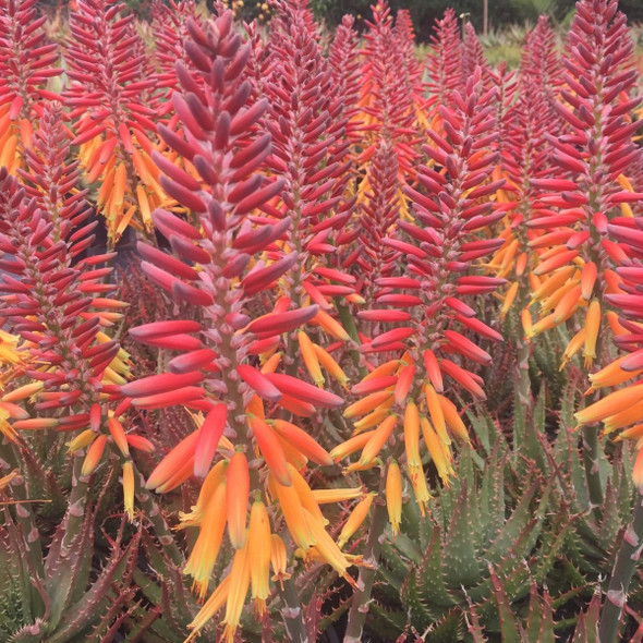 Aloe hybrid 'Harlequin'