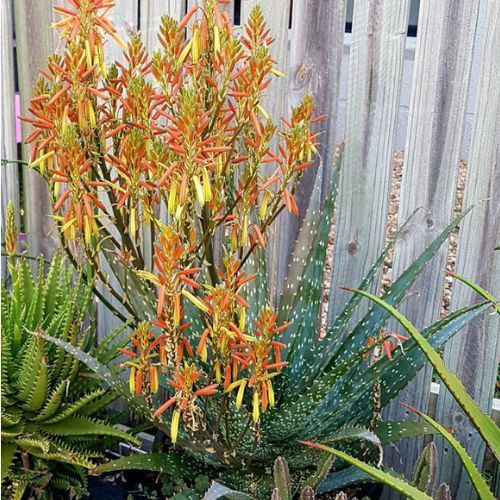 Aloe hybrid 'Spots N Dots'
