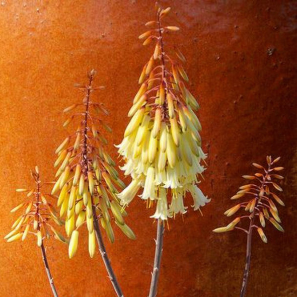 Aloe hybrid 'Winter Bells'