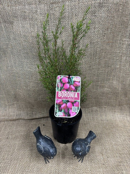Boronia Plum Bells