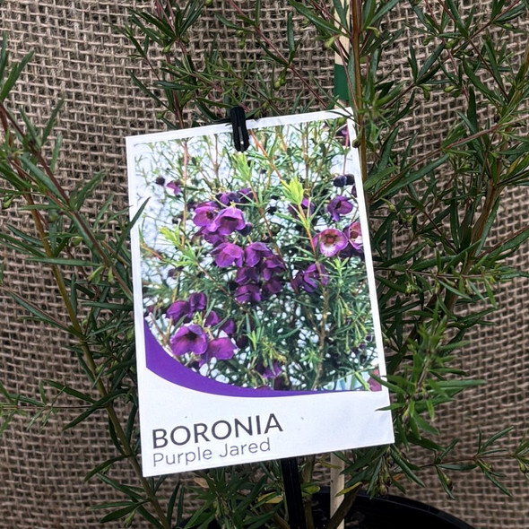 Boronia Purple Jared