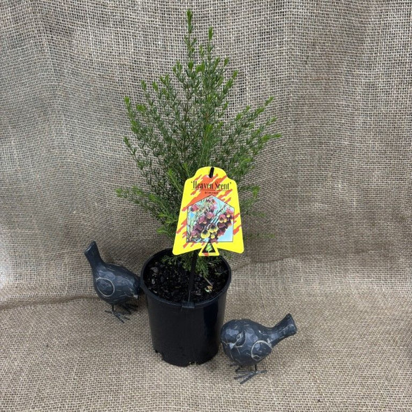 Boronia Heaven Scent