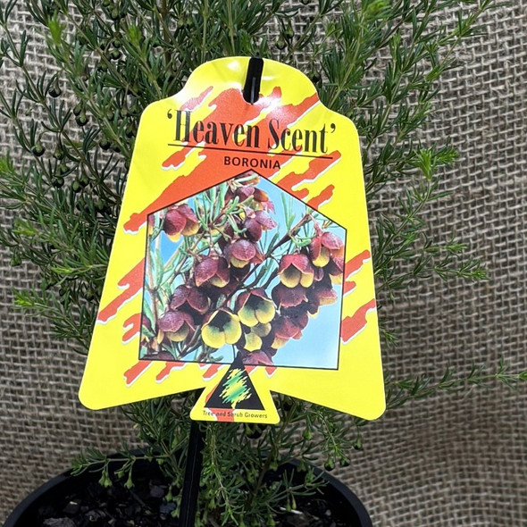 Boronia Heaven Scent