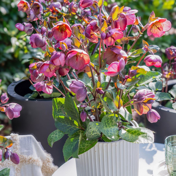 Helleborus 'Cosmio'