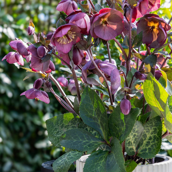 Helleborus 'Cosmio'