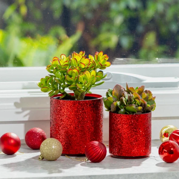 Stellar Festive Pot Red